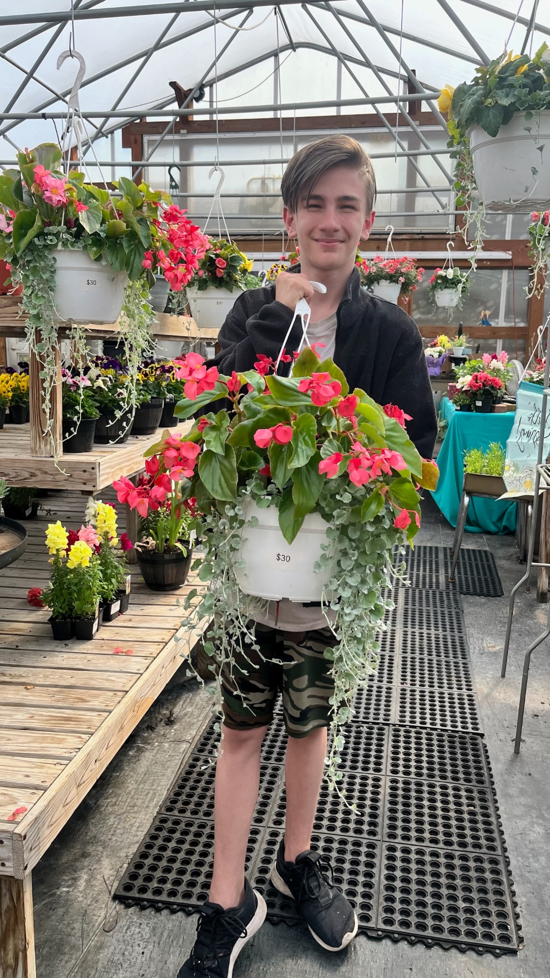 Begonia Hanging Basket