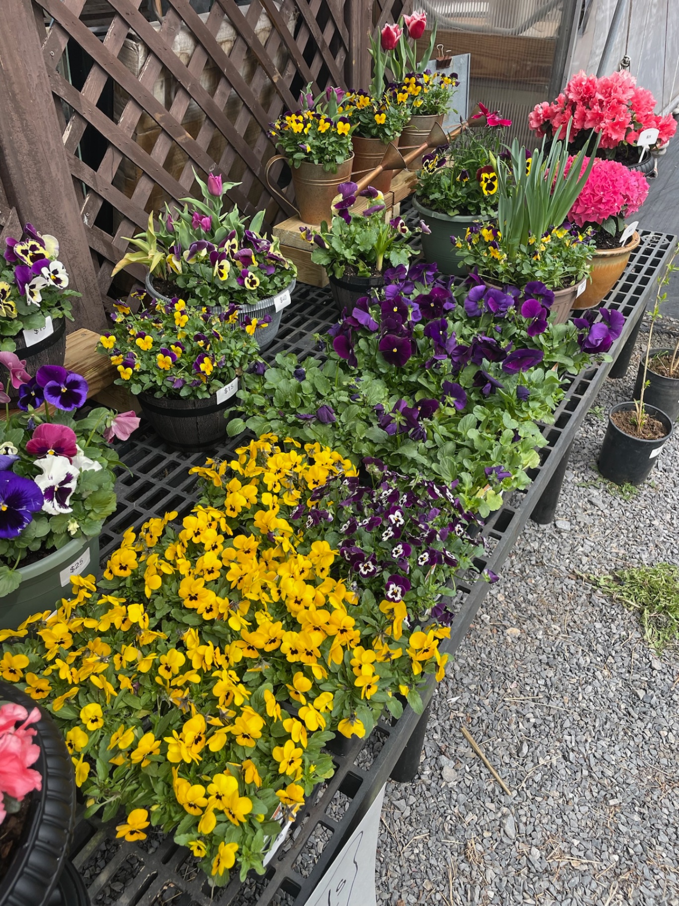 Mixed Pansy Trays