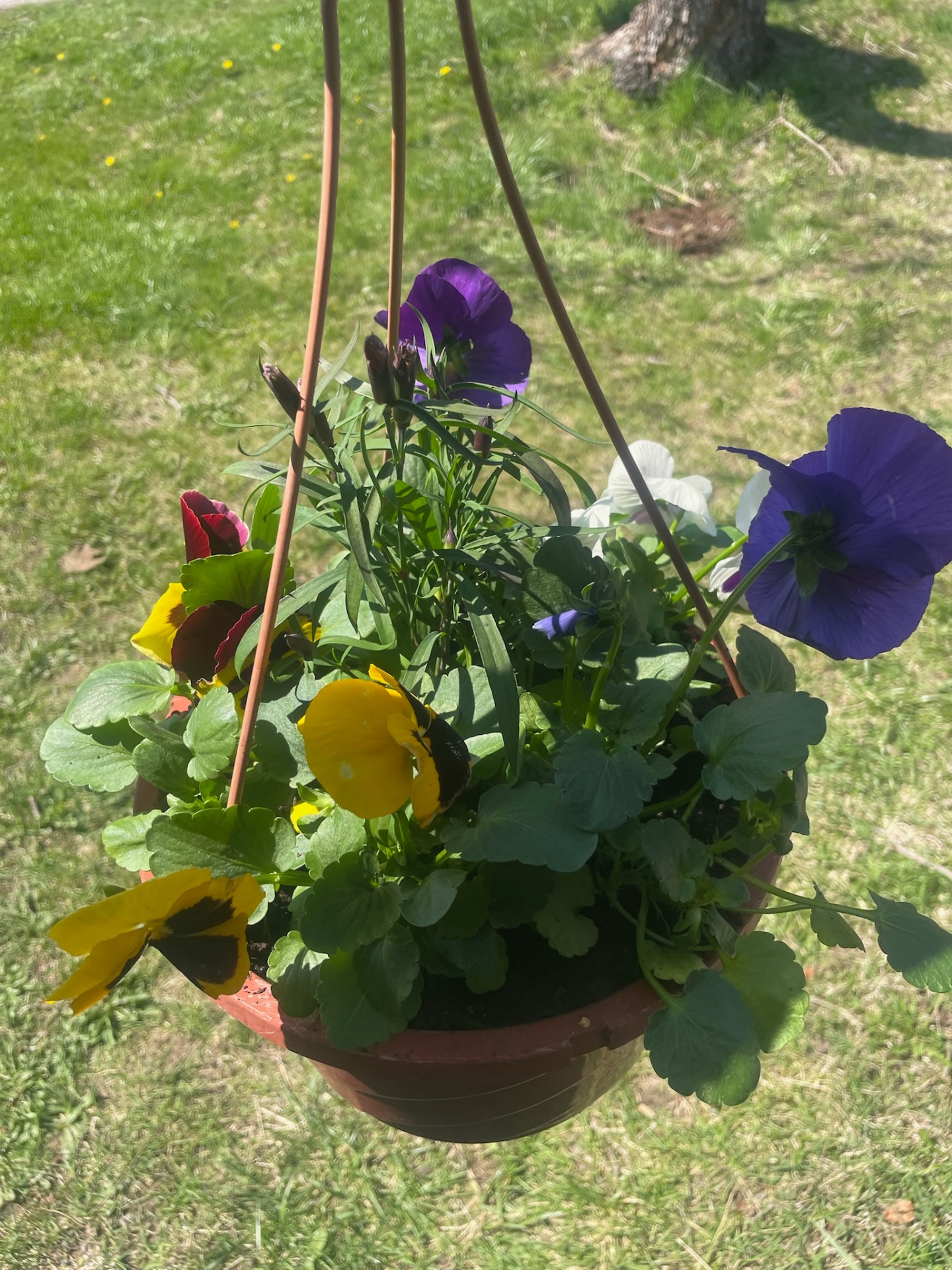 A mixed pansy hanging basket in purple, yellow, and white