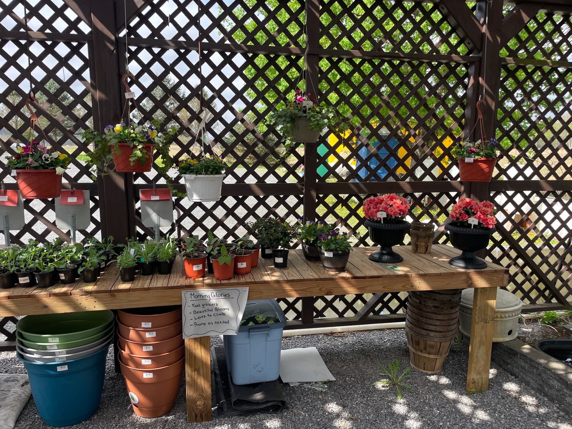 Hanging baskets and potted plants displayed on a wooden trellis